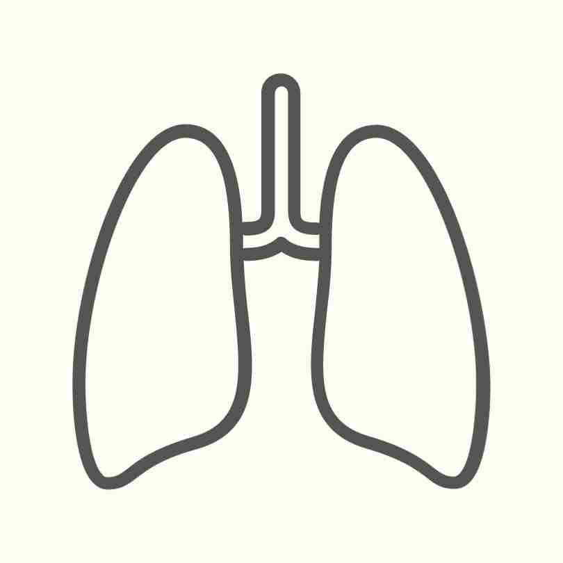 器官_肺